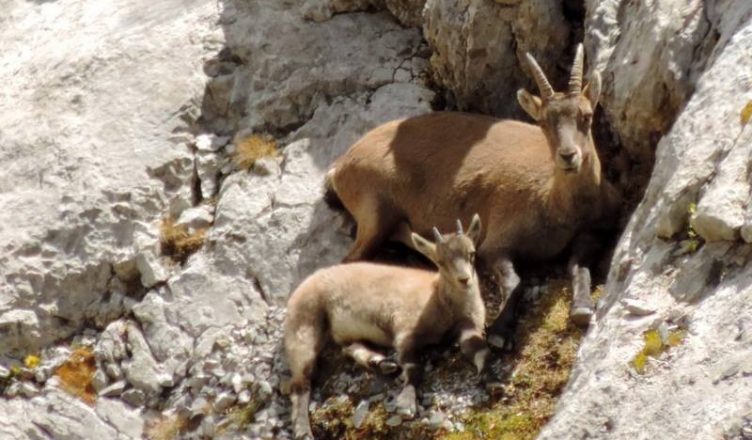 Vos vacances de printemps et d'été dans Vallée de L’Ubaye