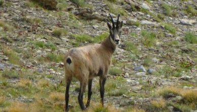 Vos vacances de printemps et d'été dans Vallée de L’Ubaye