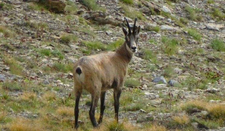 Vos vacances de printemps et d'été dans Vallée de L’Ubaye